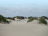 Amrum