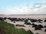 Amrum