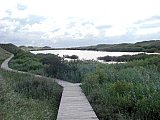 Amrum
