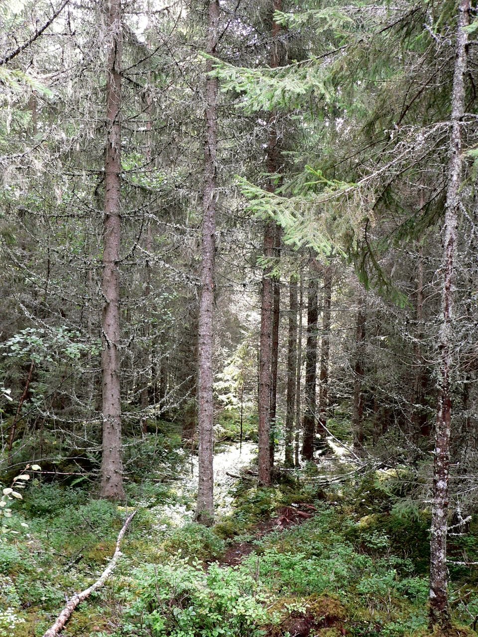 Bola Reinen (NO)