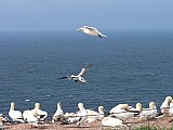 Helgoland