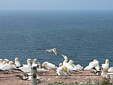 Helgoland