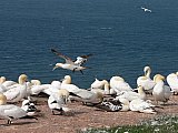 Helgoland