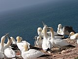 Helgoland