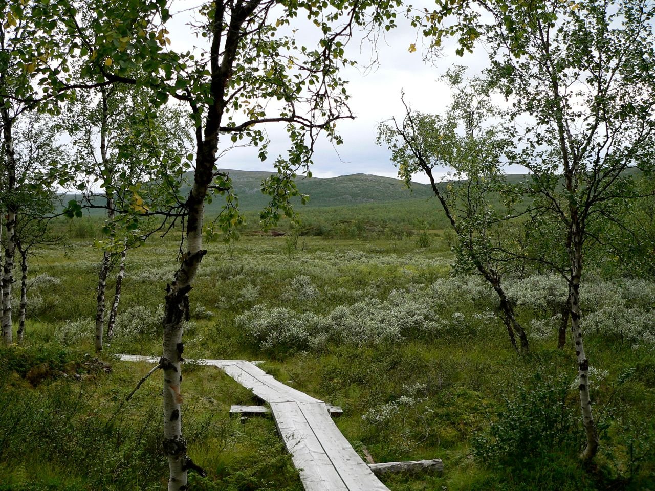 Iiton Palsasuo (FI)