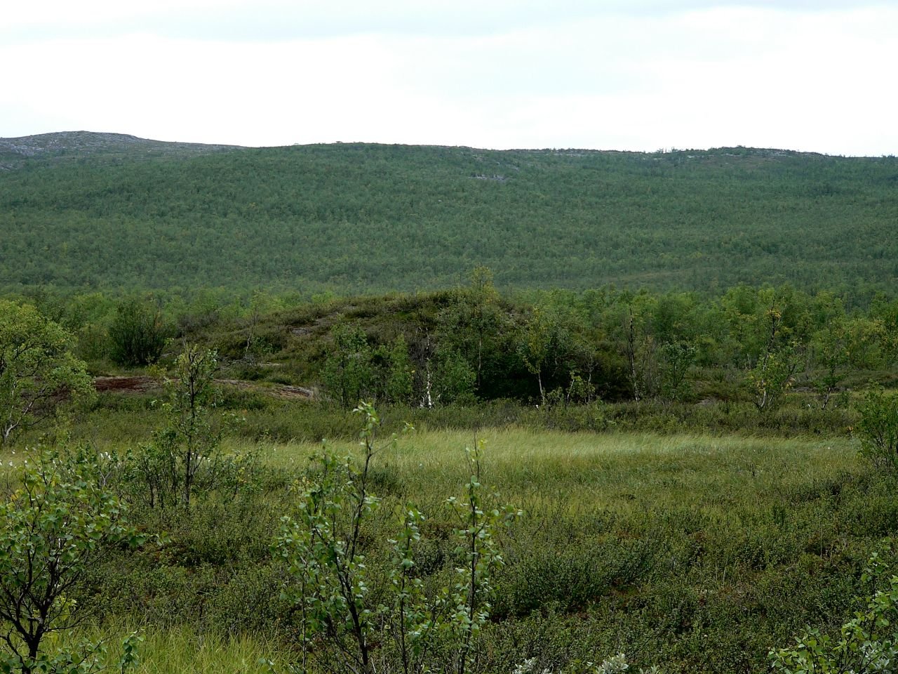 Iiton Palsasuo (FI)