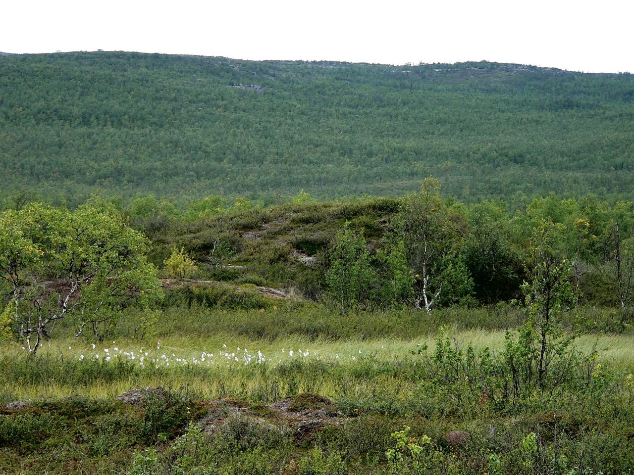 Iiton Palsasuo (FI)