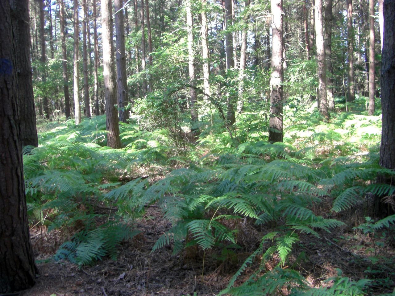 Rönne - Hasle - Vang