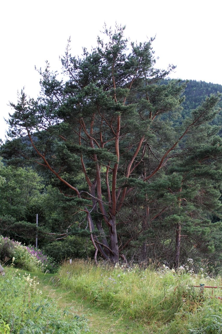 Vindedal - Laerdal